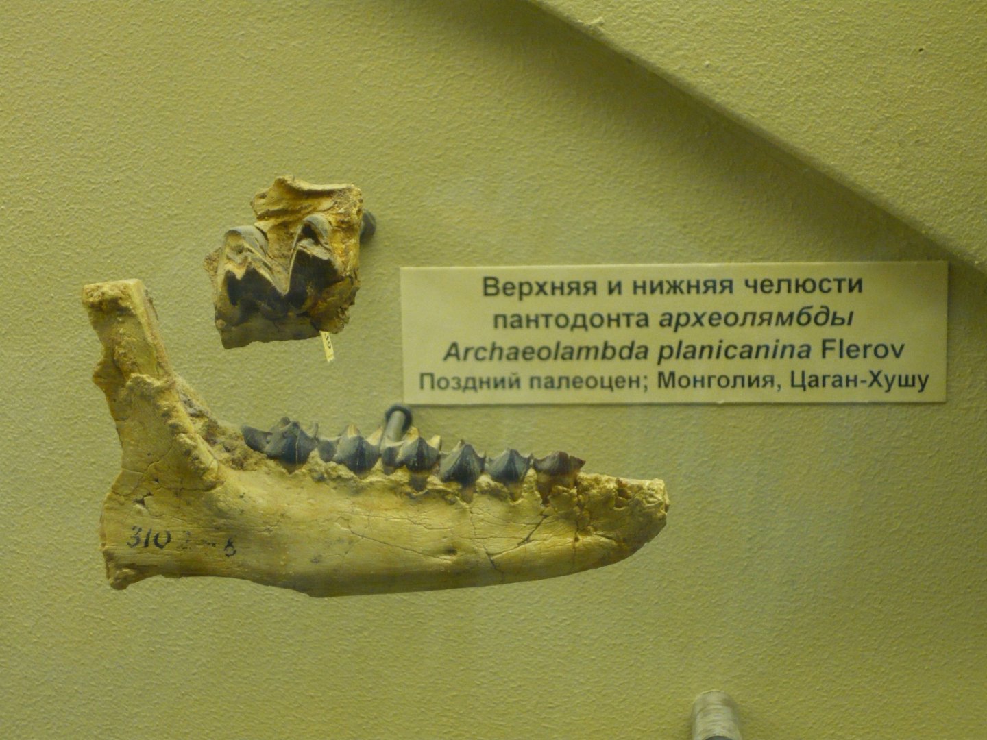 Archaeolambda planicanina upper jaw fragment and mandible