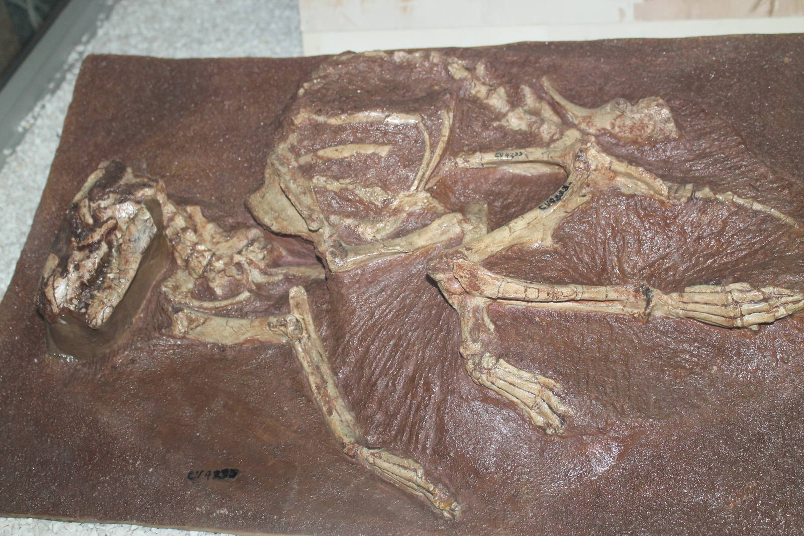 Archaeolambda tabiensis