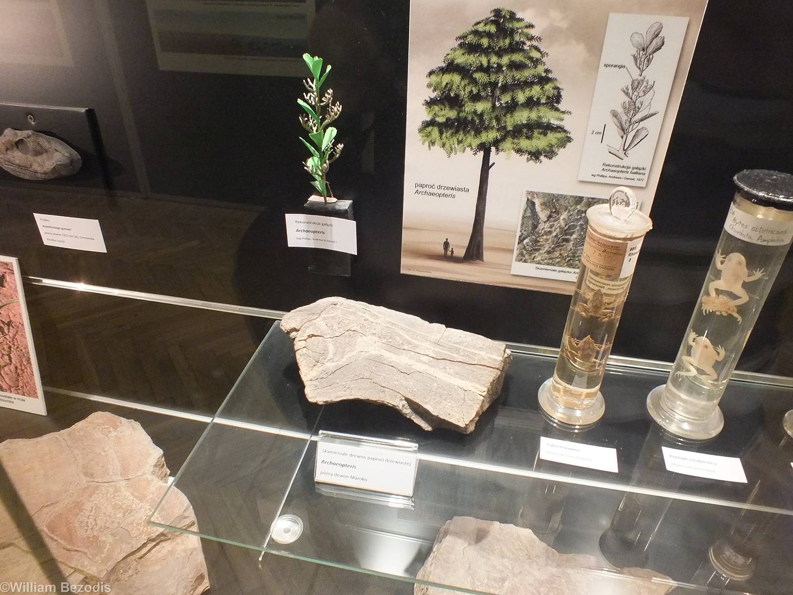 Archaeopteris Display - Warsaw Museum of Evolution