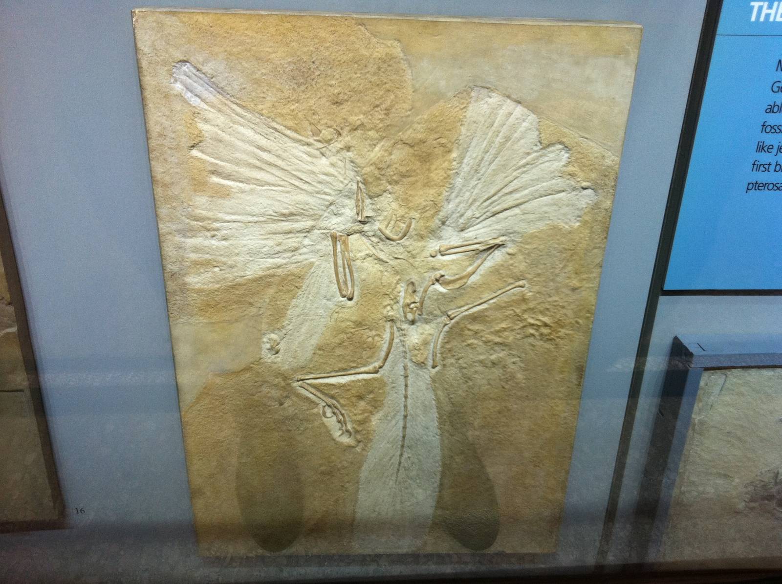 Archaeopteryx Cast - Manchester Museum 29.12.10