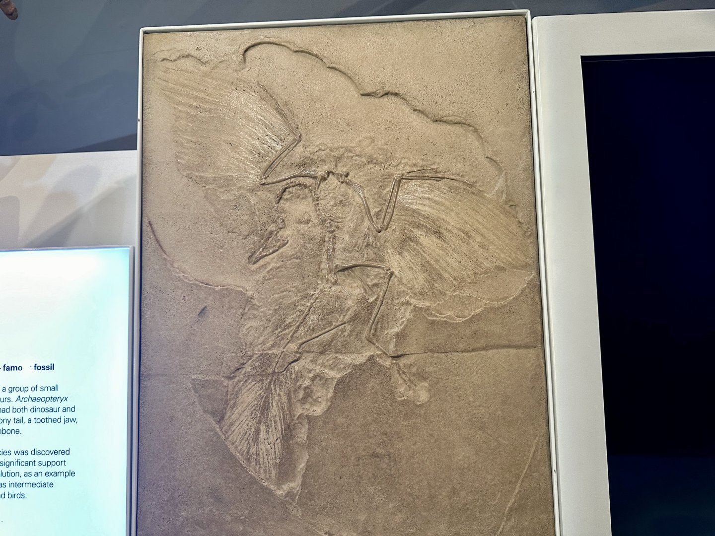 Archaeopteryx (Fossil)