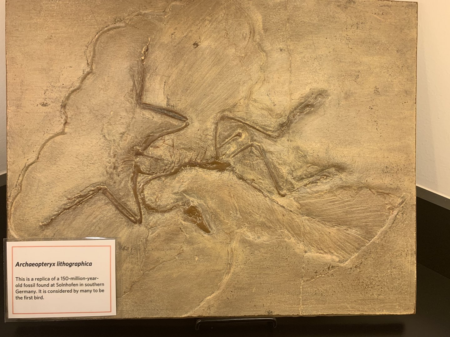 Archaeopteryx lithographica replica