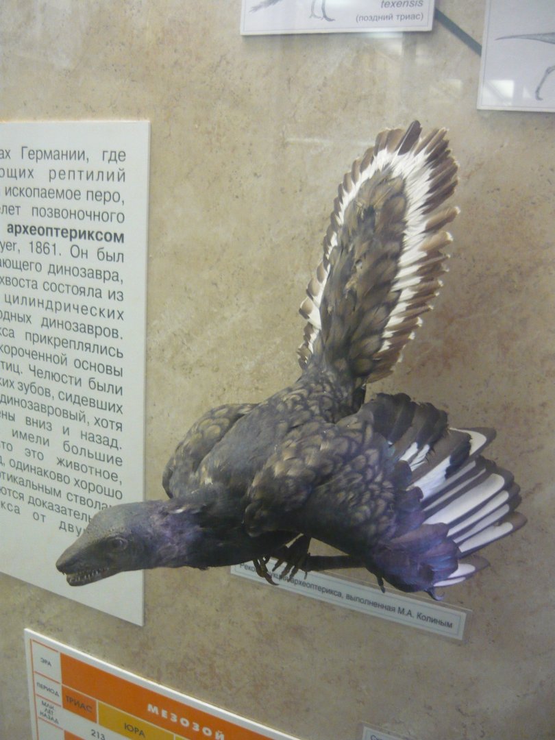 Archaeopteryx model