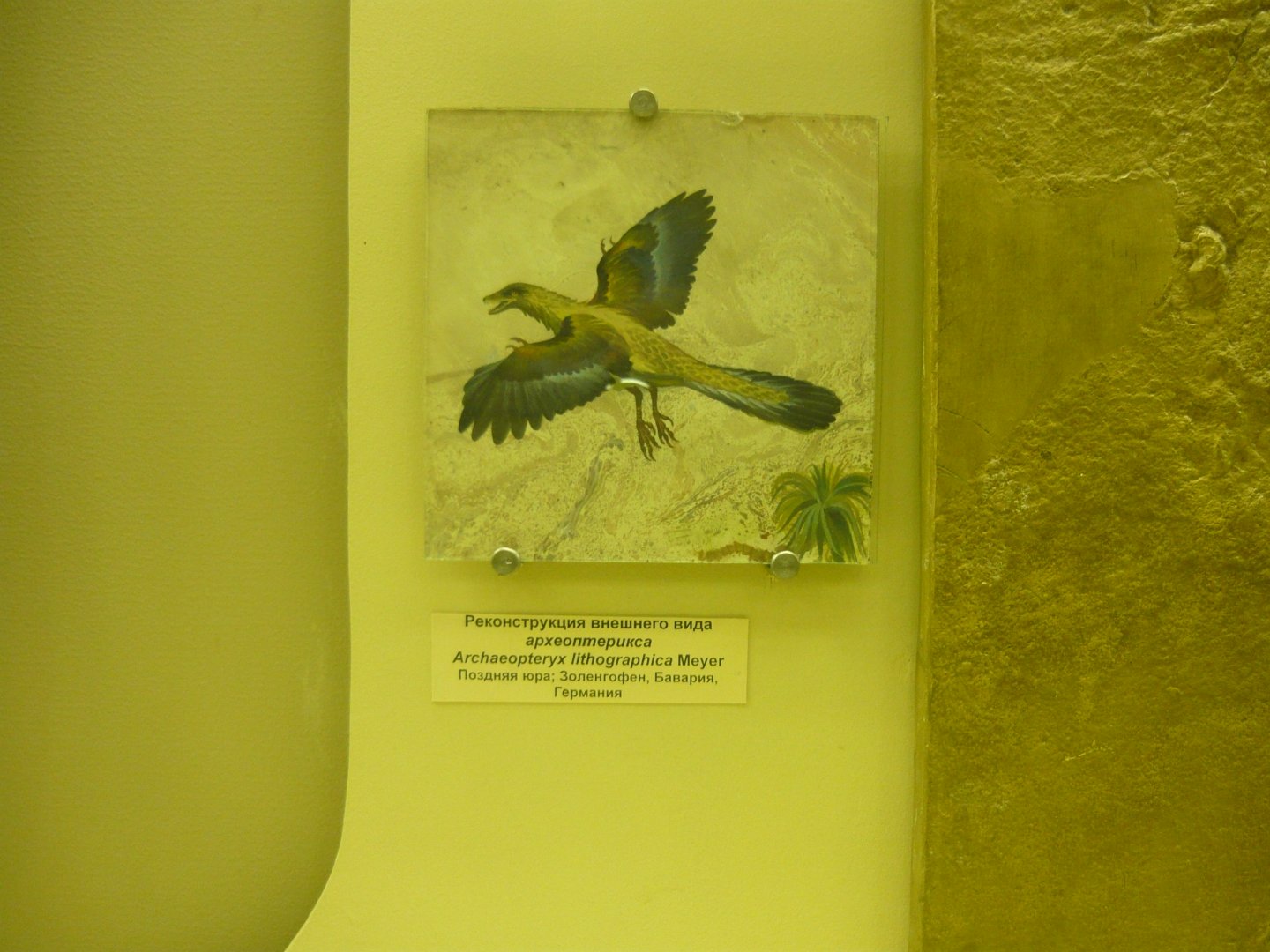 Archaeopteryx reconstruction