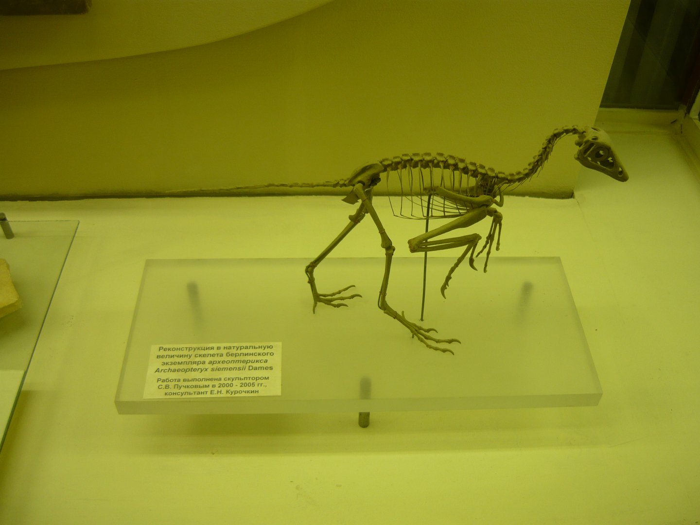 Archaeopteryx siemensii skeleton (model)