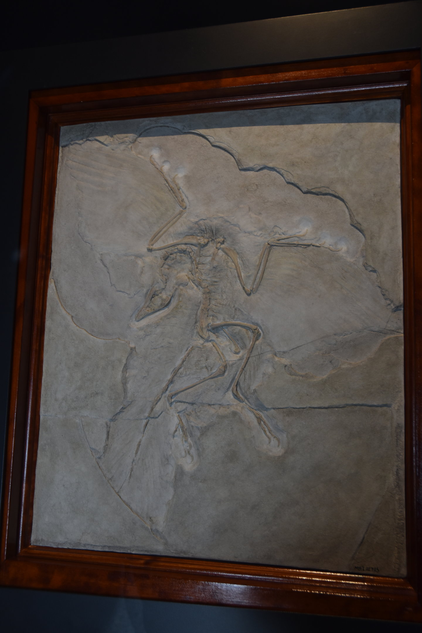 Archaeopteryx Specimen, Museum für Naturkunde, Berlin, 7th June 2023