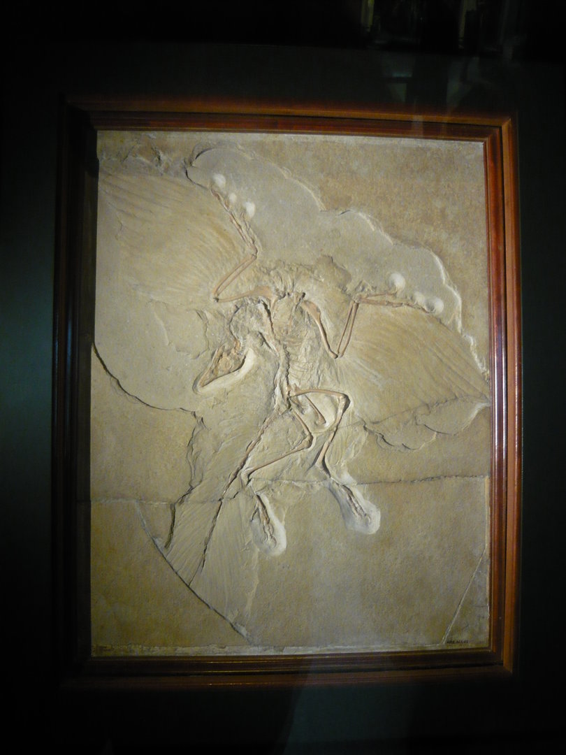 Archaeopteryx, the famous Berlin specimen
