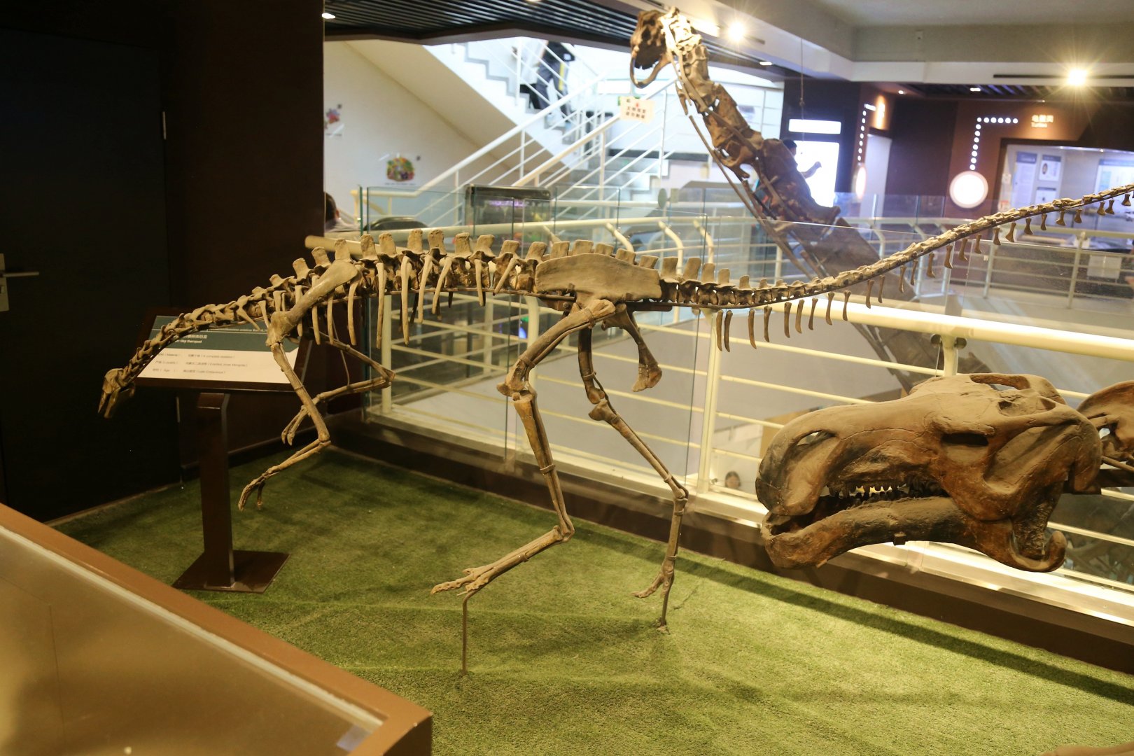 Archaeornithomimus asiaticus