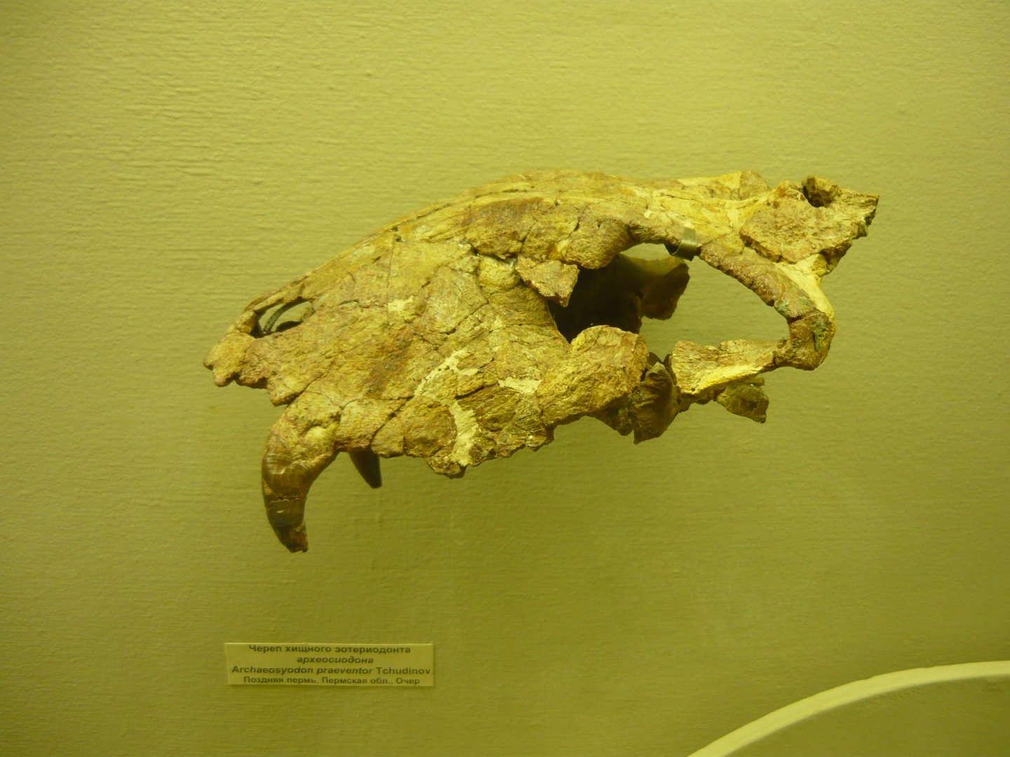 Archaeosyodon praeventor skull