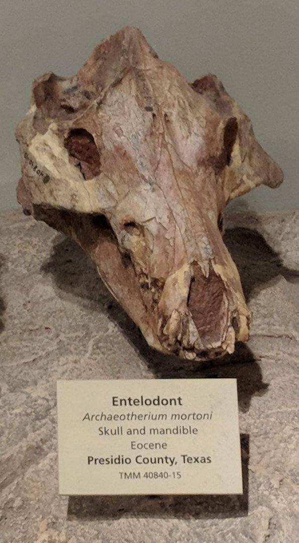 Archaeotherium mortoni