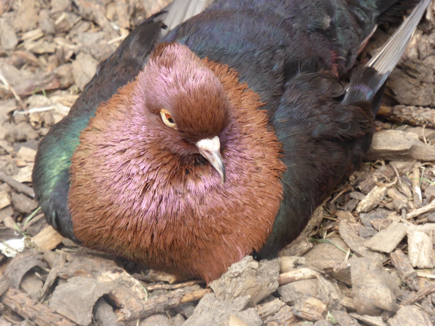 Archangel Pigeon, 21st June 2017