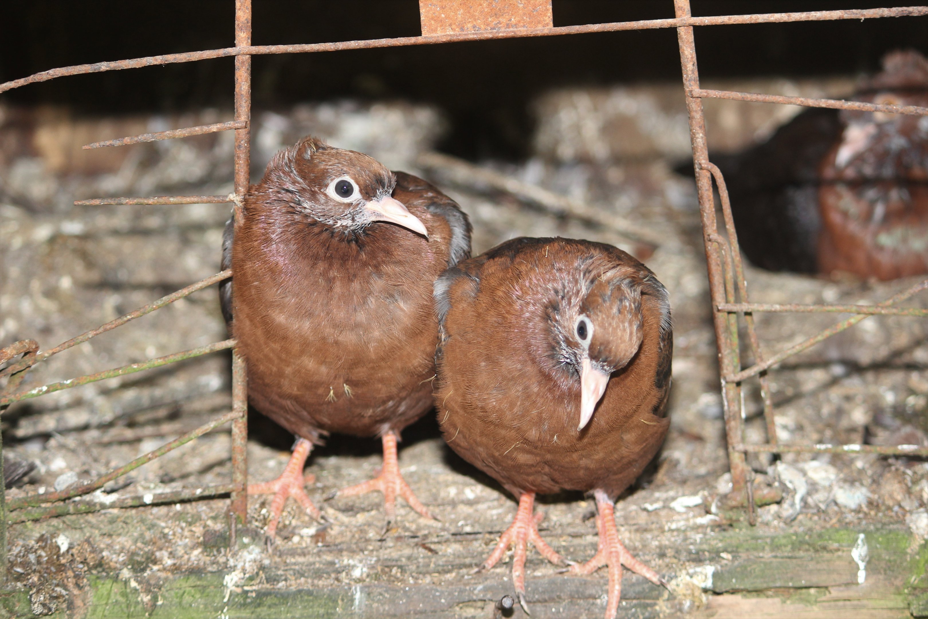 Archangel Pigeon fledglings
