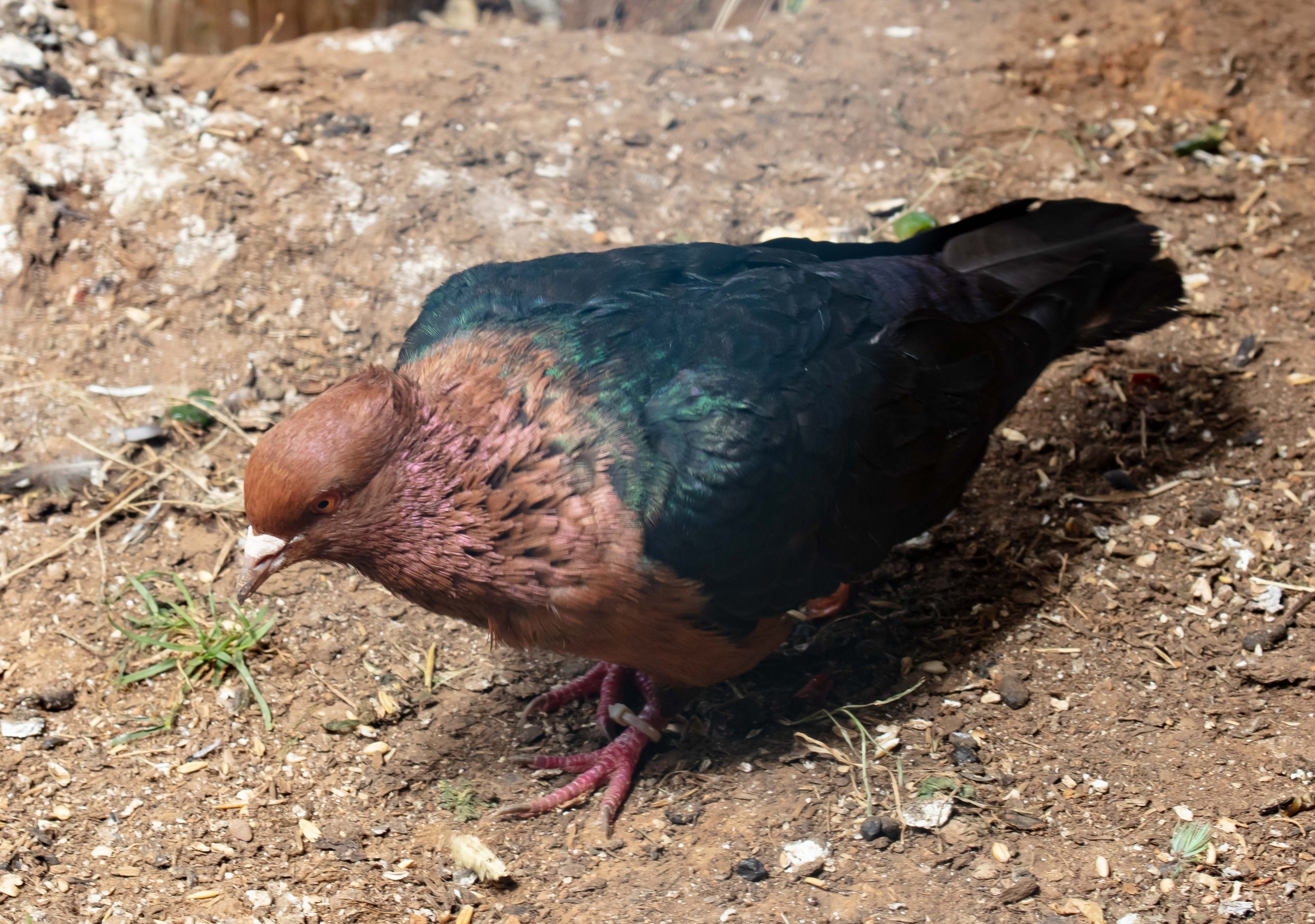 Archangel Pigeon
