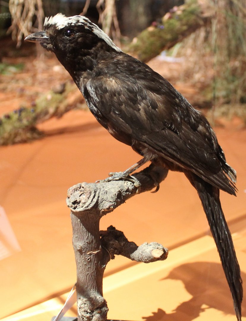 Archbolds bowerbird - Archboldia papuensis
