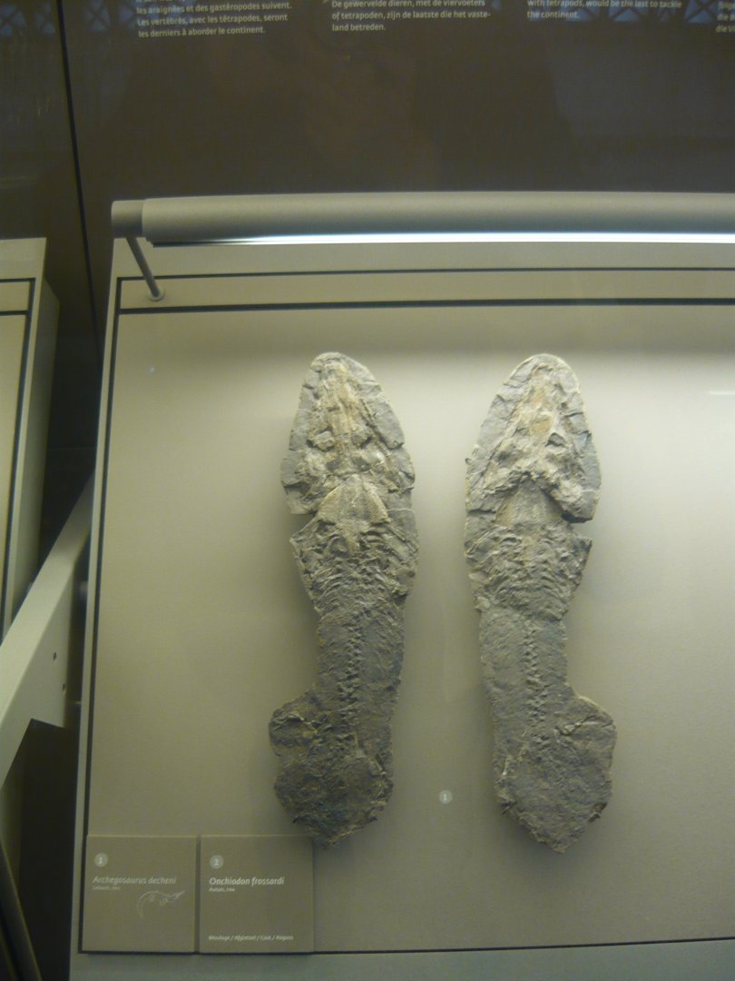 Archegosaurus decheni