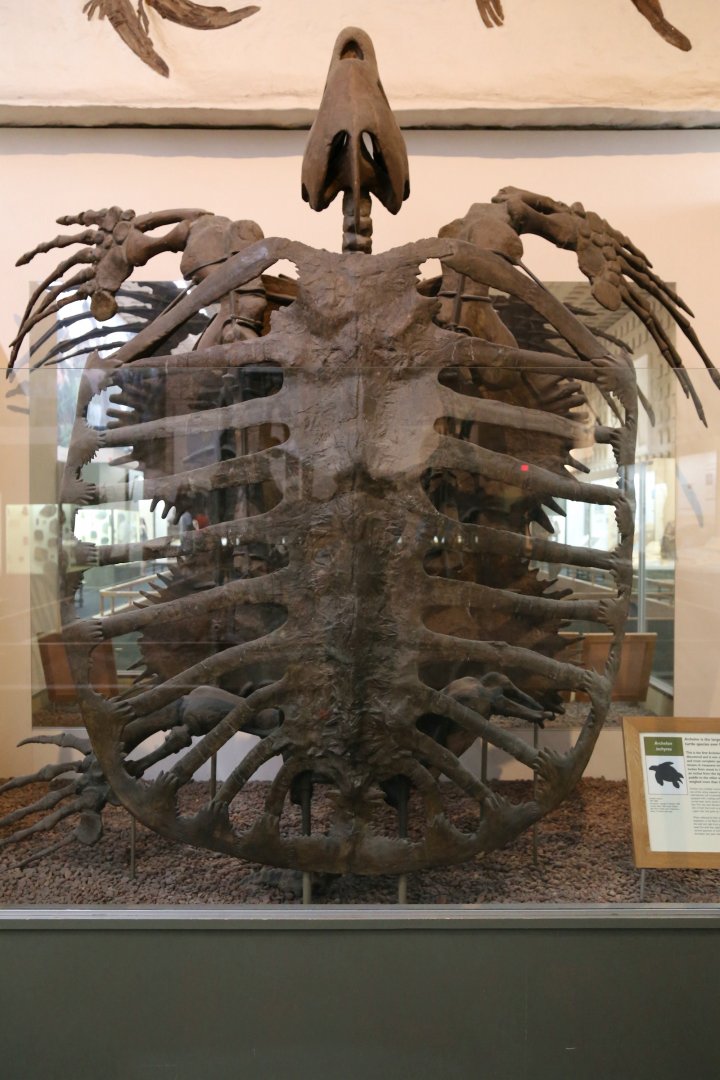 Archelon ischyros, Holotype (YPM 3000)