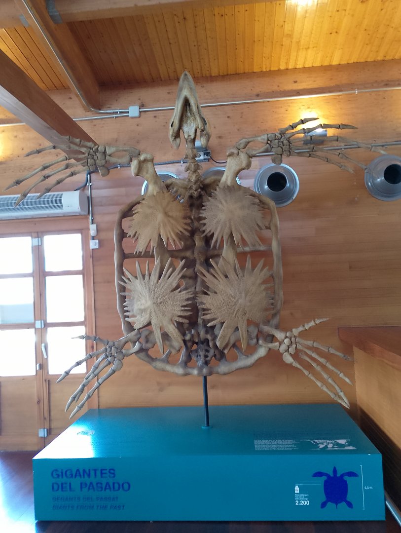 Archelon skeleton