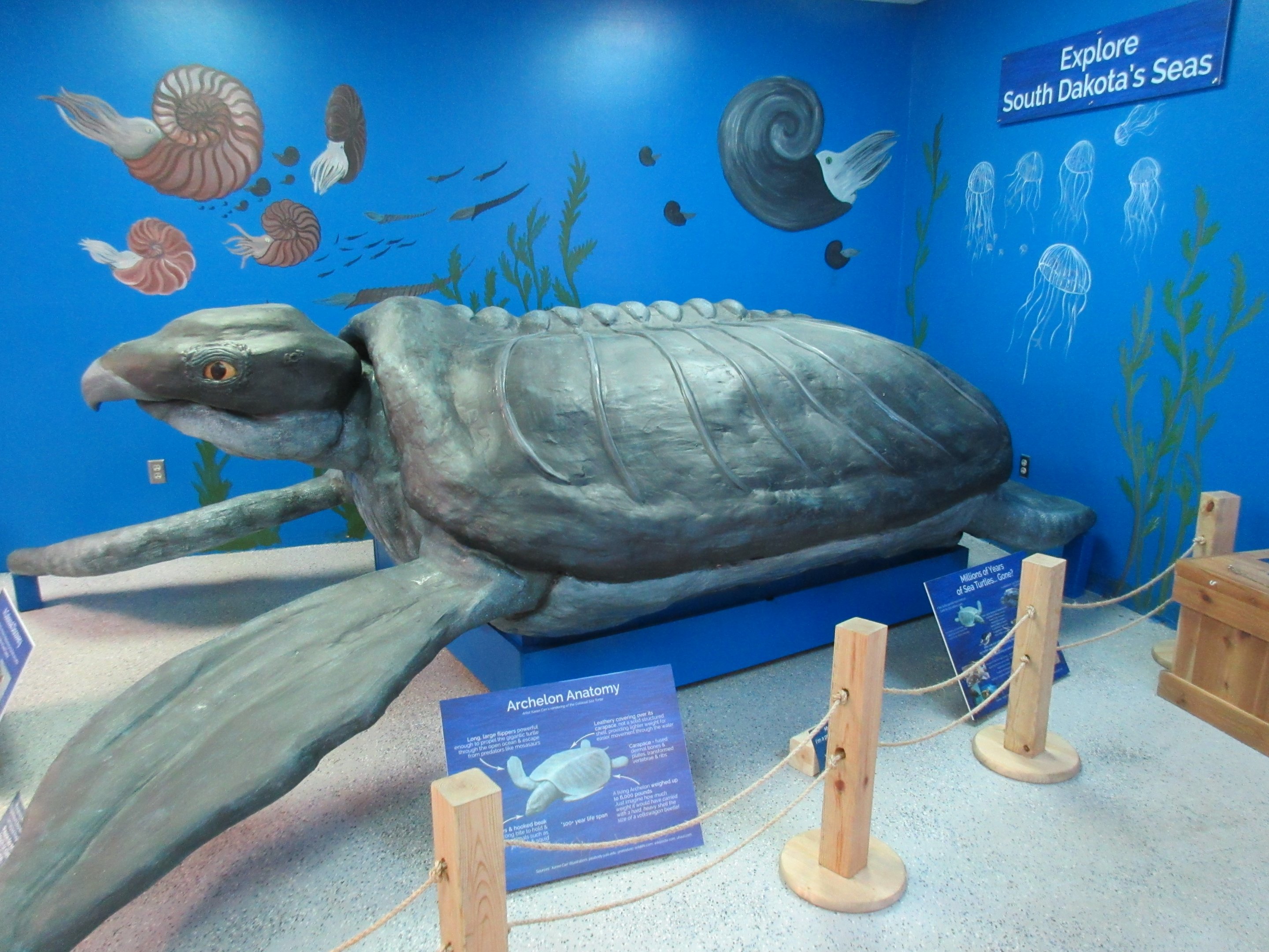 Archelon Turtle Model