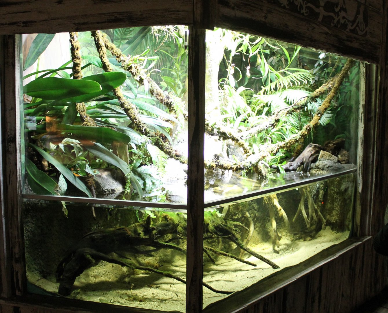 Archer fish-aquarium