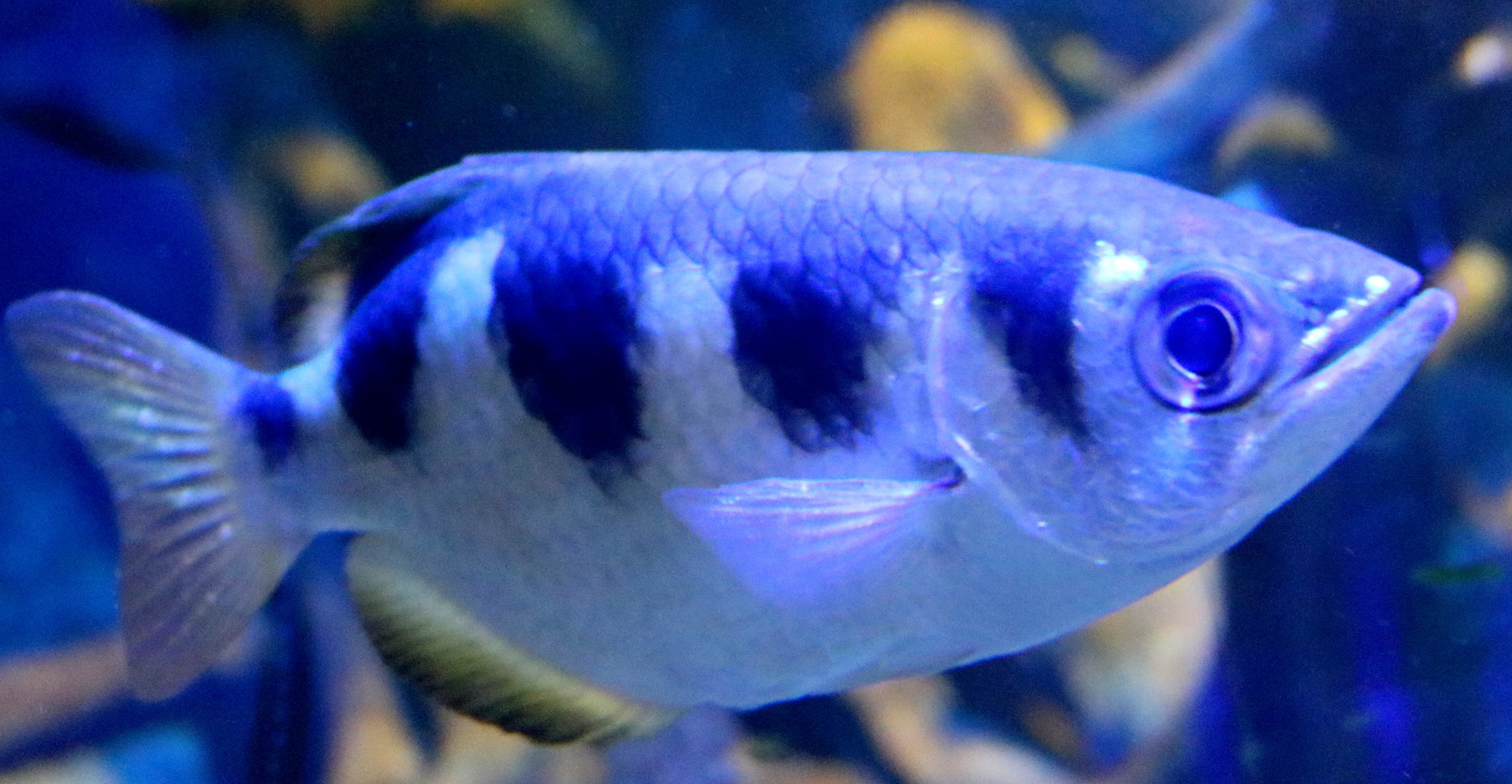 Archer fish; Bristol Aquarium; 24th July 2021