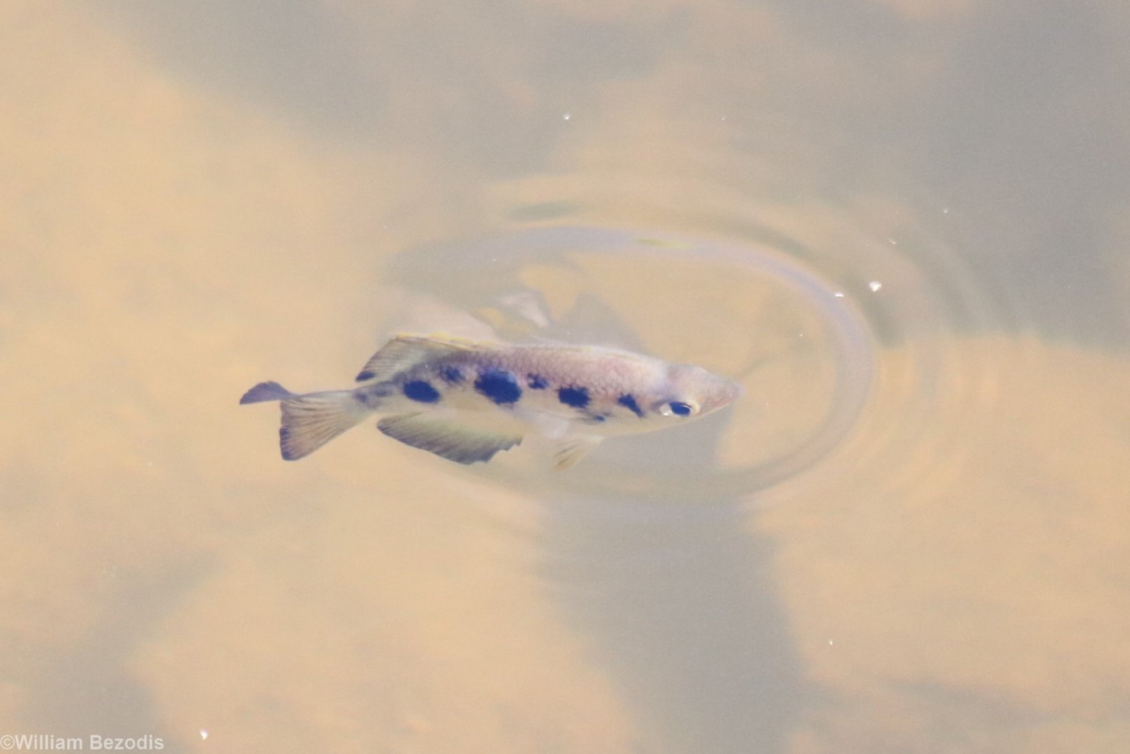 Archer Fish - Fergusson River