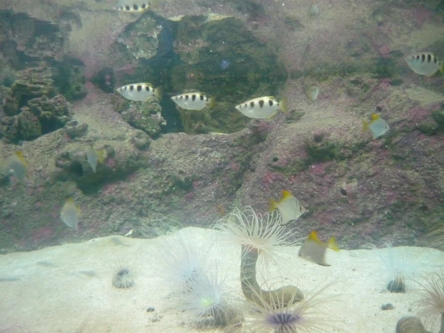 Archer fish, Silver moonyfish and Tube-dwelling anemones