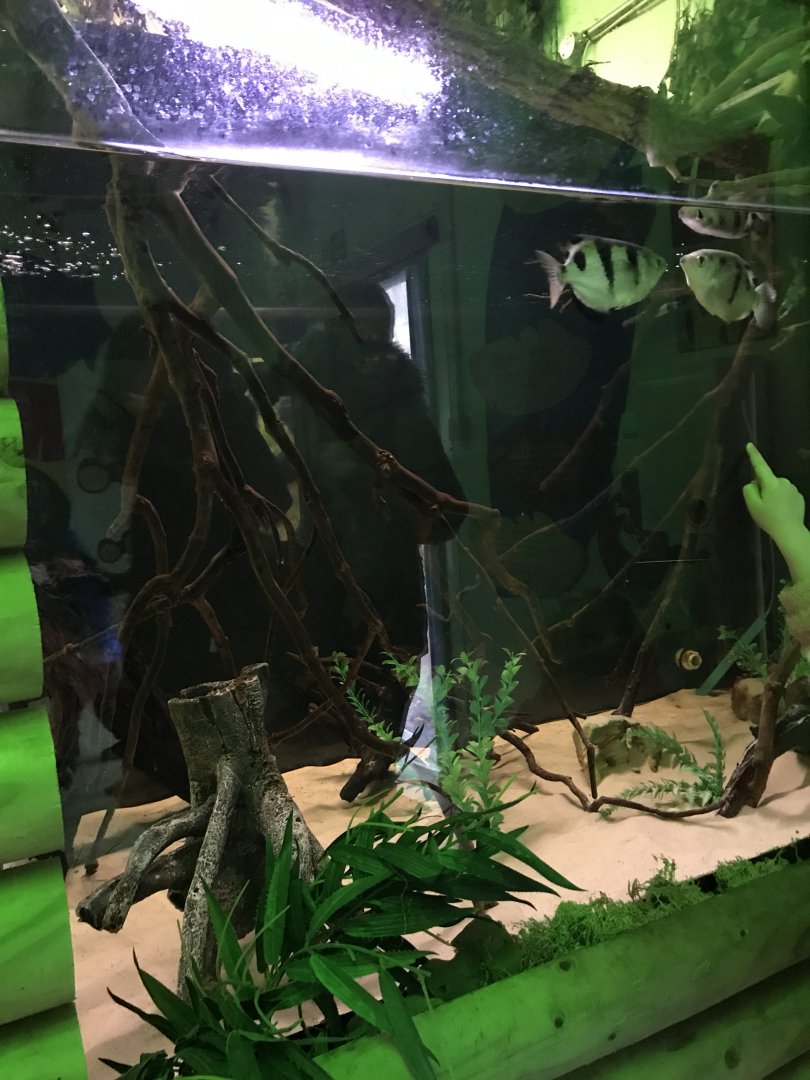 Archer fish tank in brilliant birds
