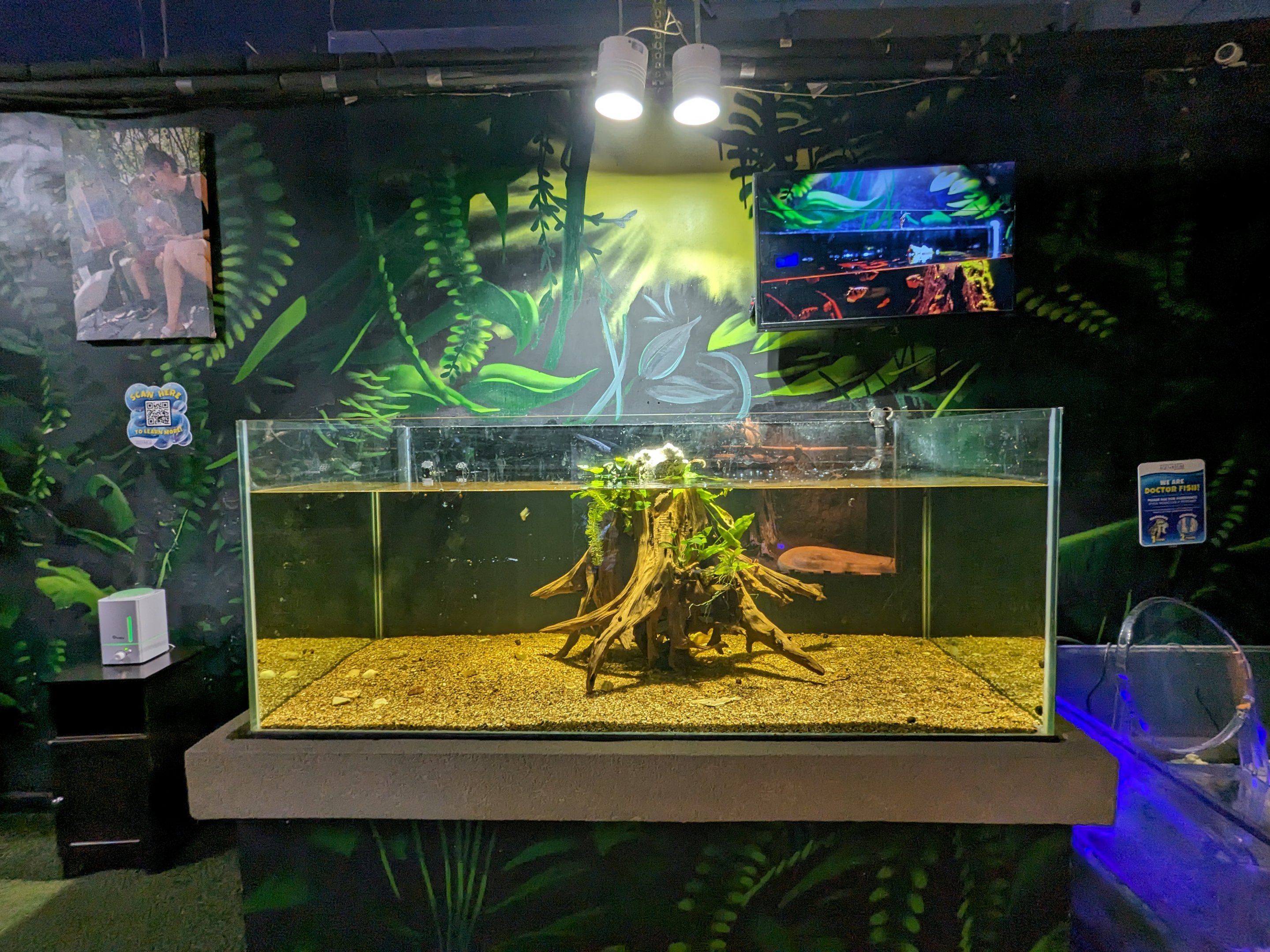 Archer fish tank