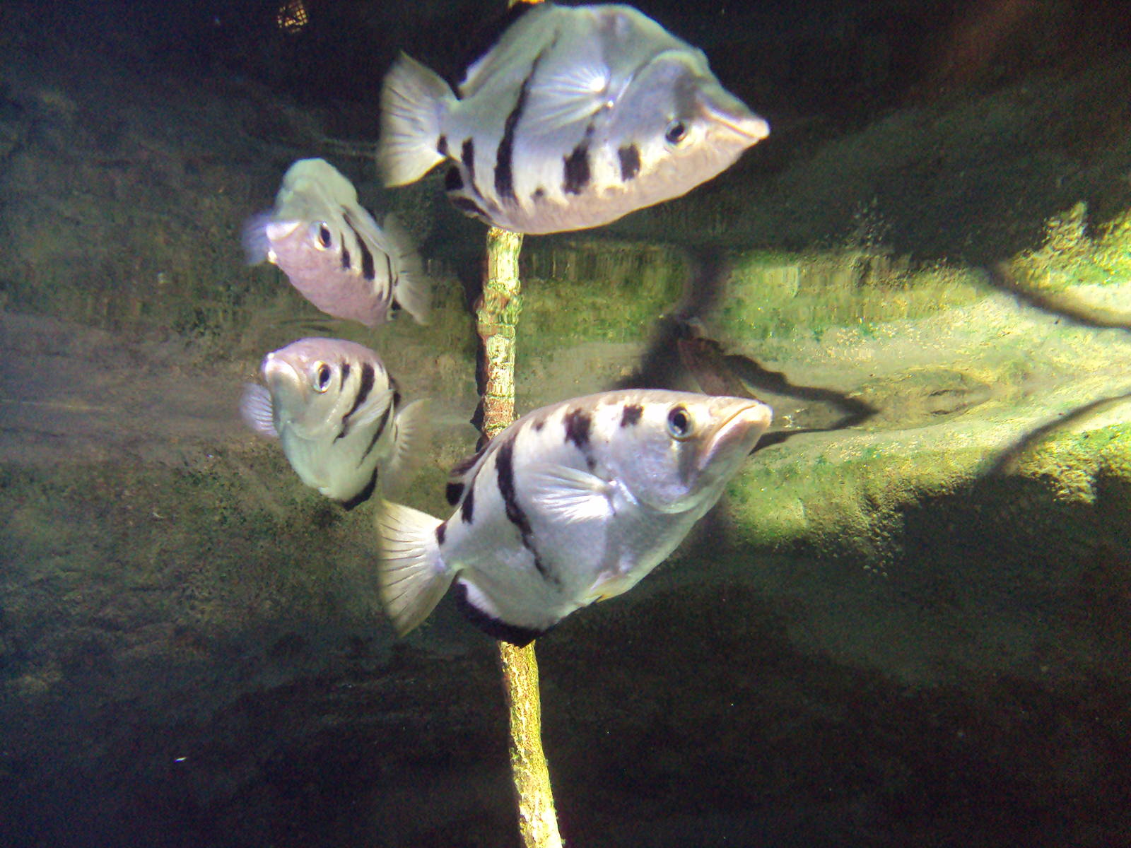 Archer Fish
