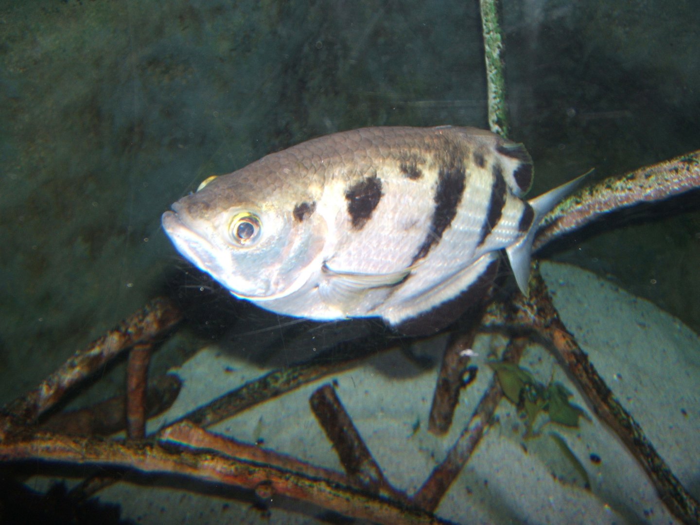 Archerfish 30/07/2017
