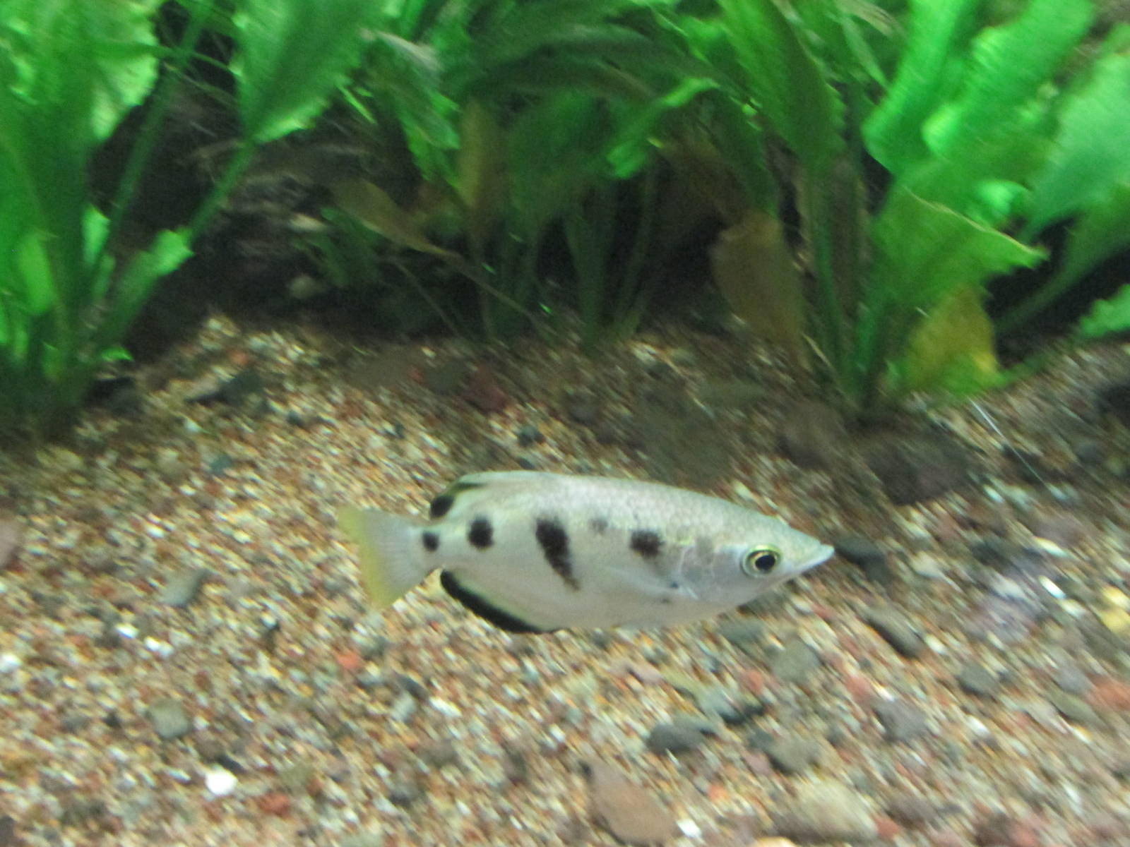 archerfish acuario inbursa