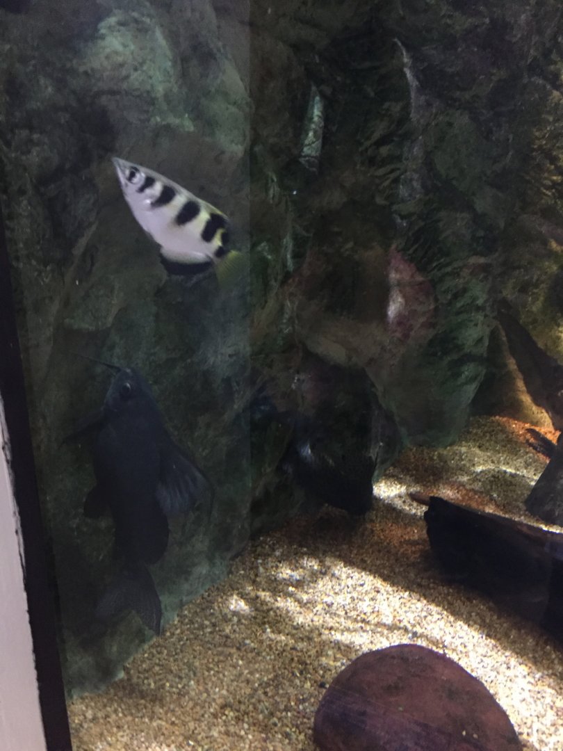 Archerfish and Catfish