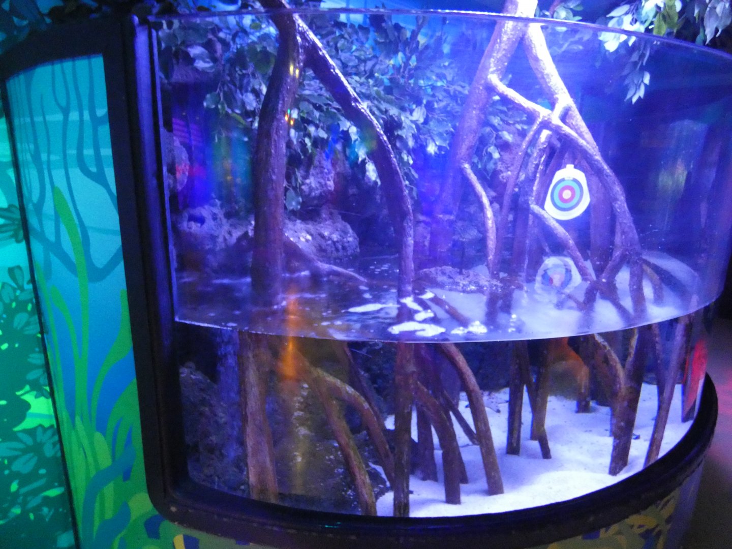 Archerfish and Four-eyed fish tank