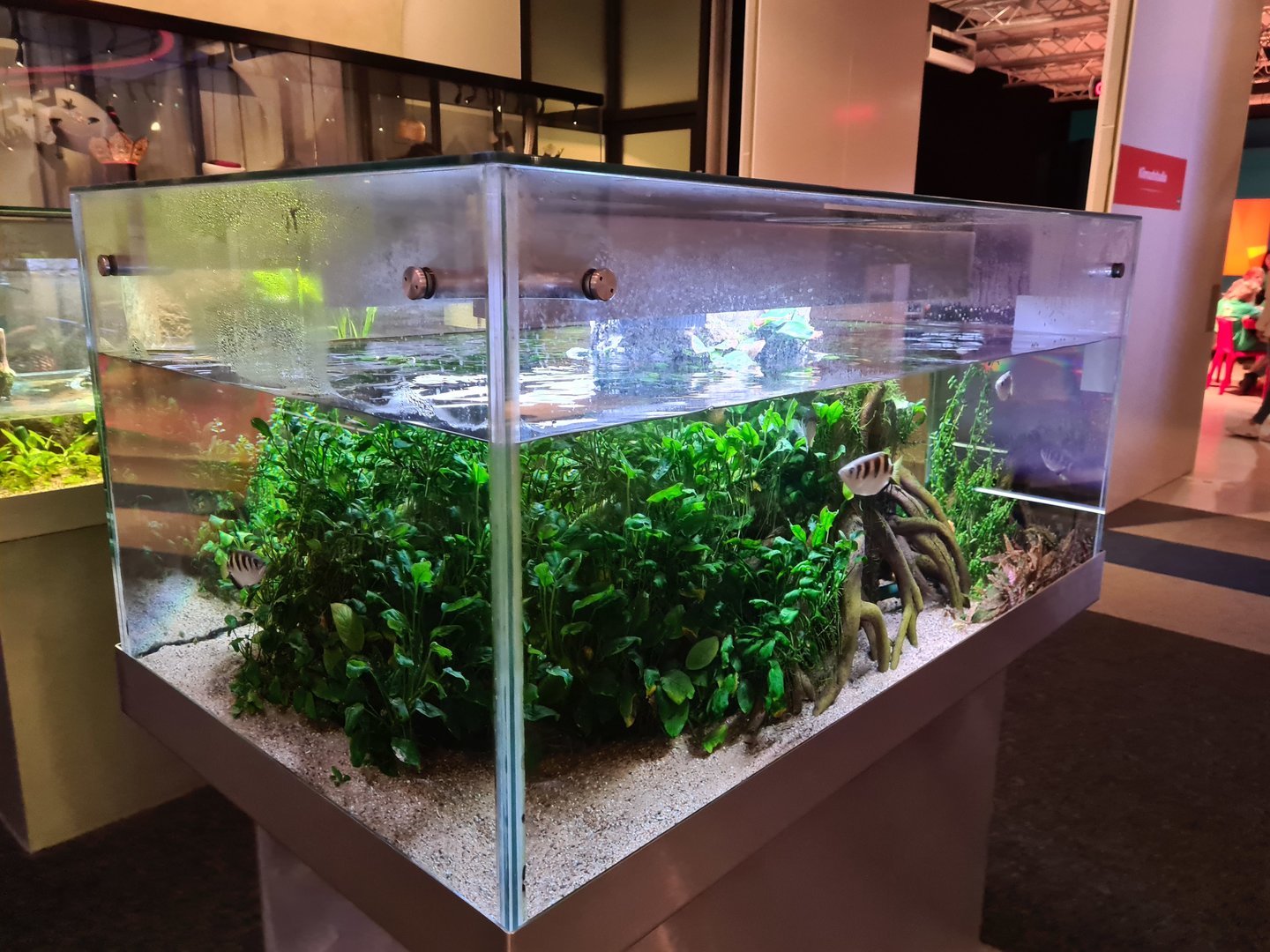 Archerfish aquarium in Omniversum