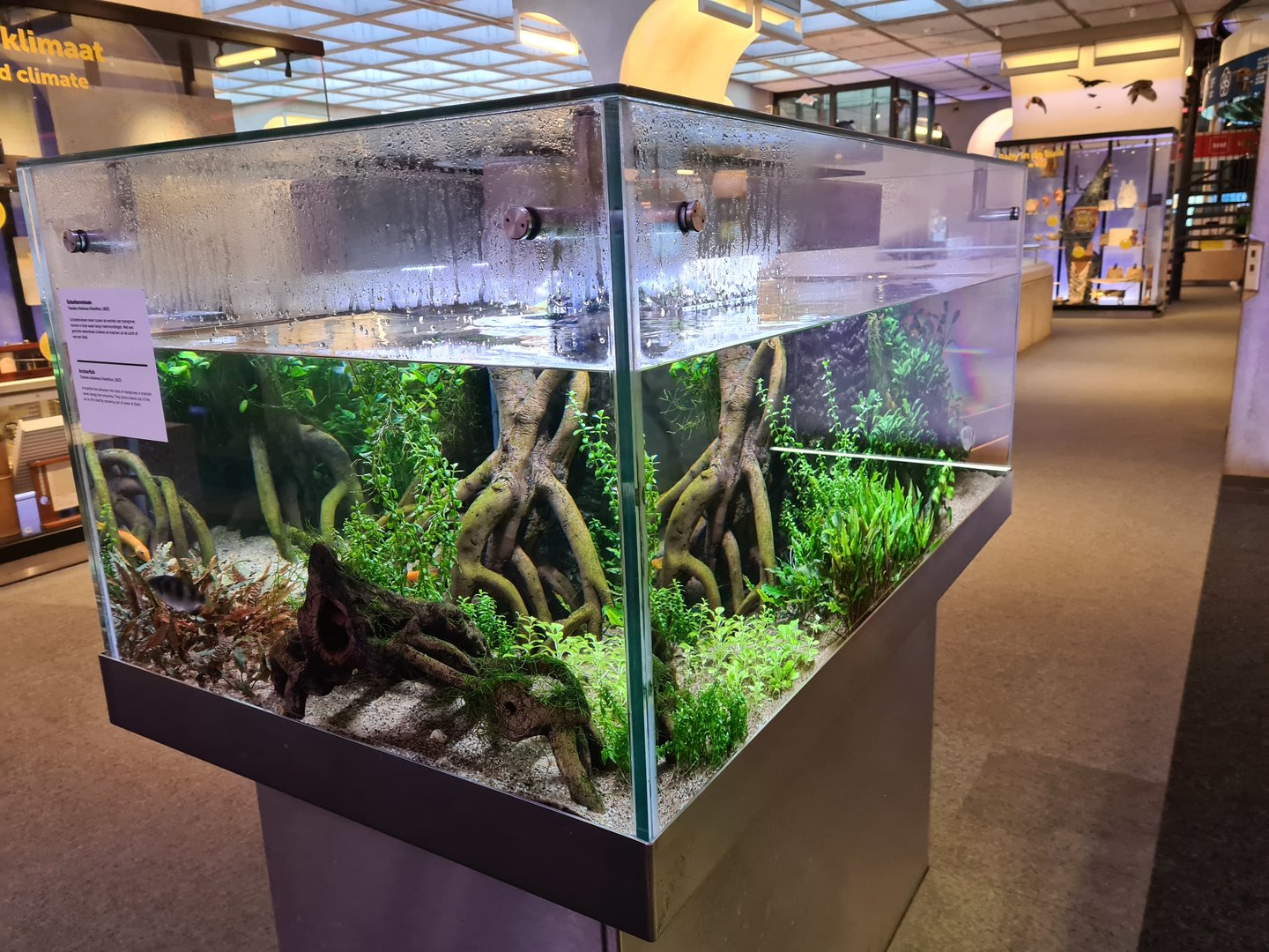 Archerfish aquarium in Omniversum