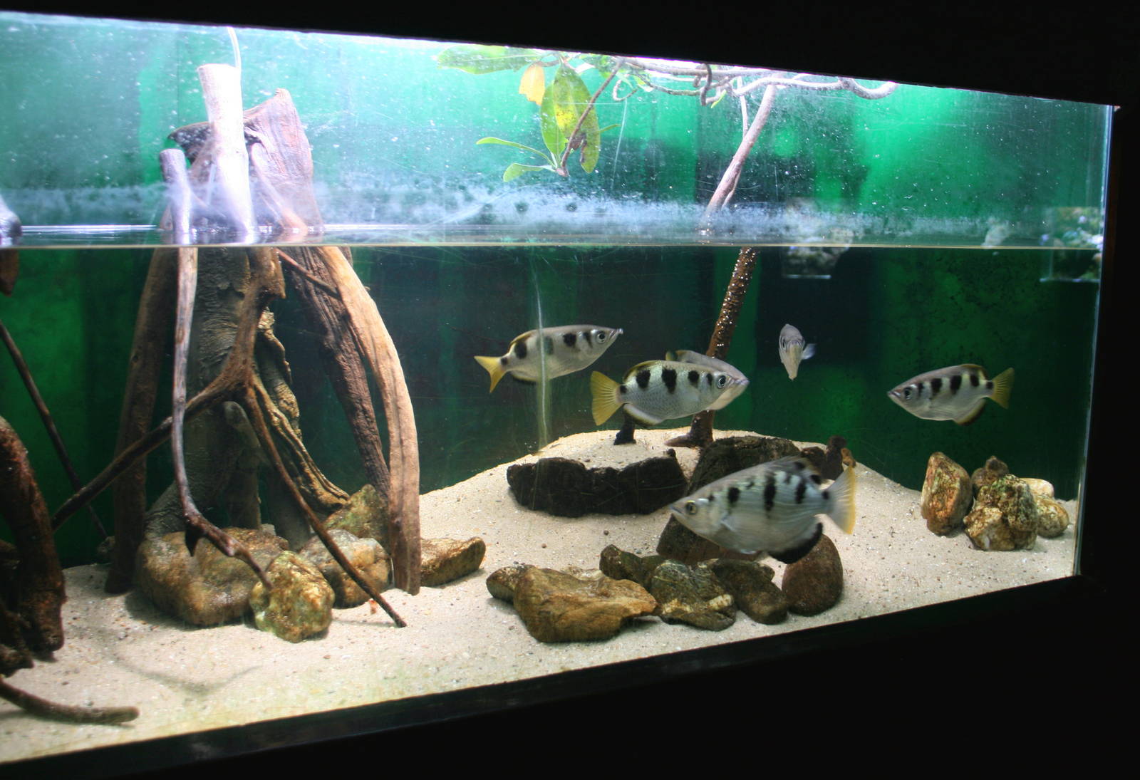 Archerfish aquarium