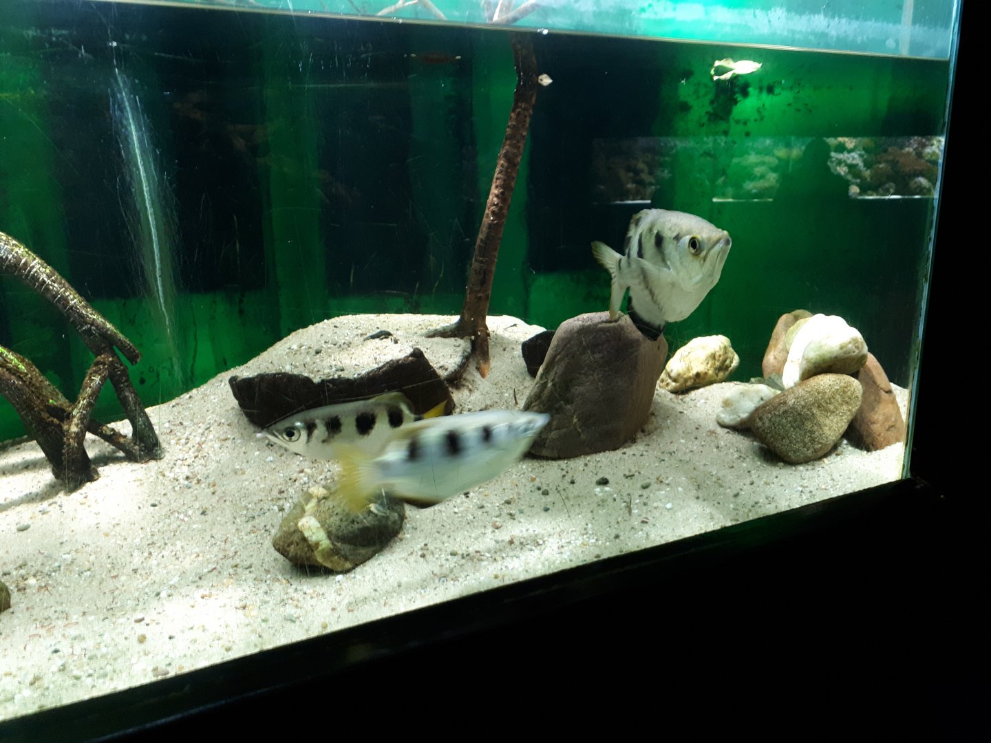 Archerfish aquarium