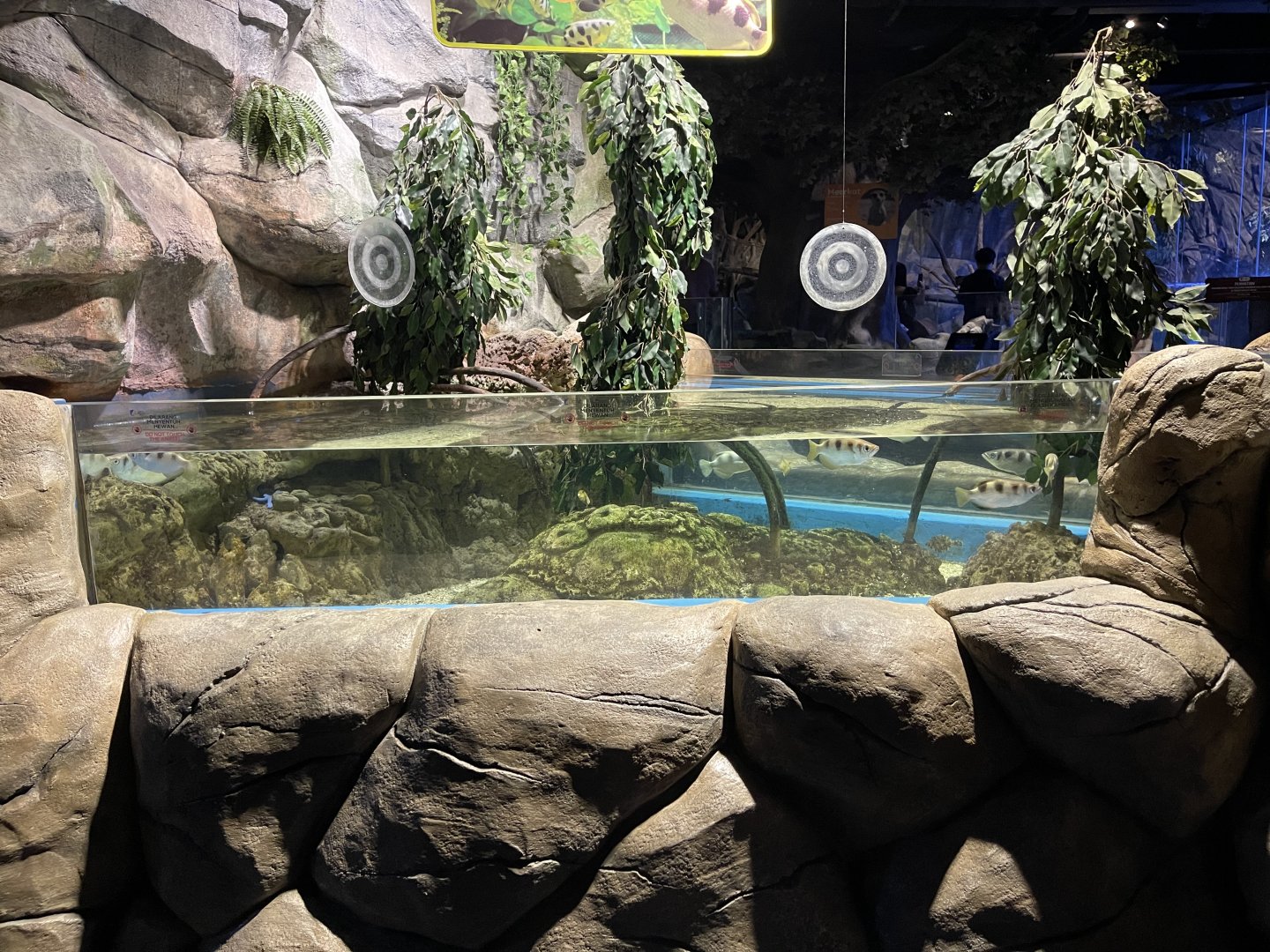 archerfish exhibit (1)