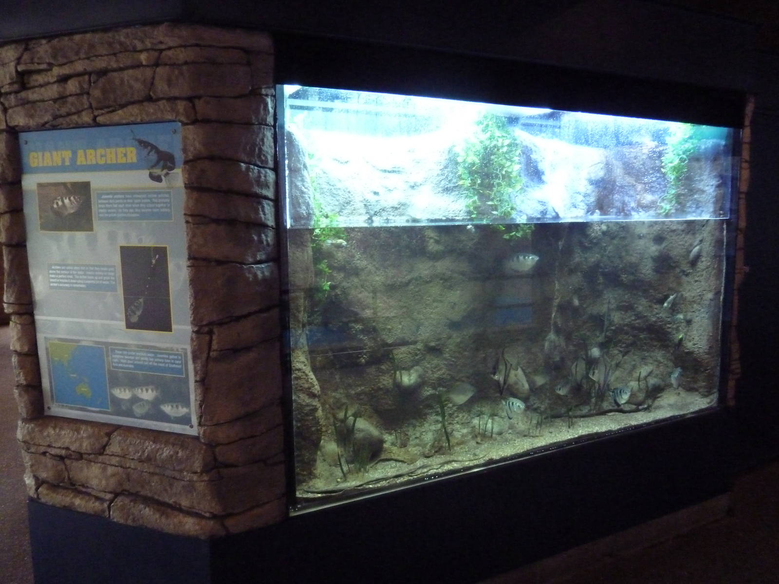 Archerfish Exhibit