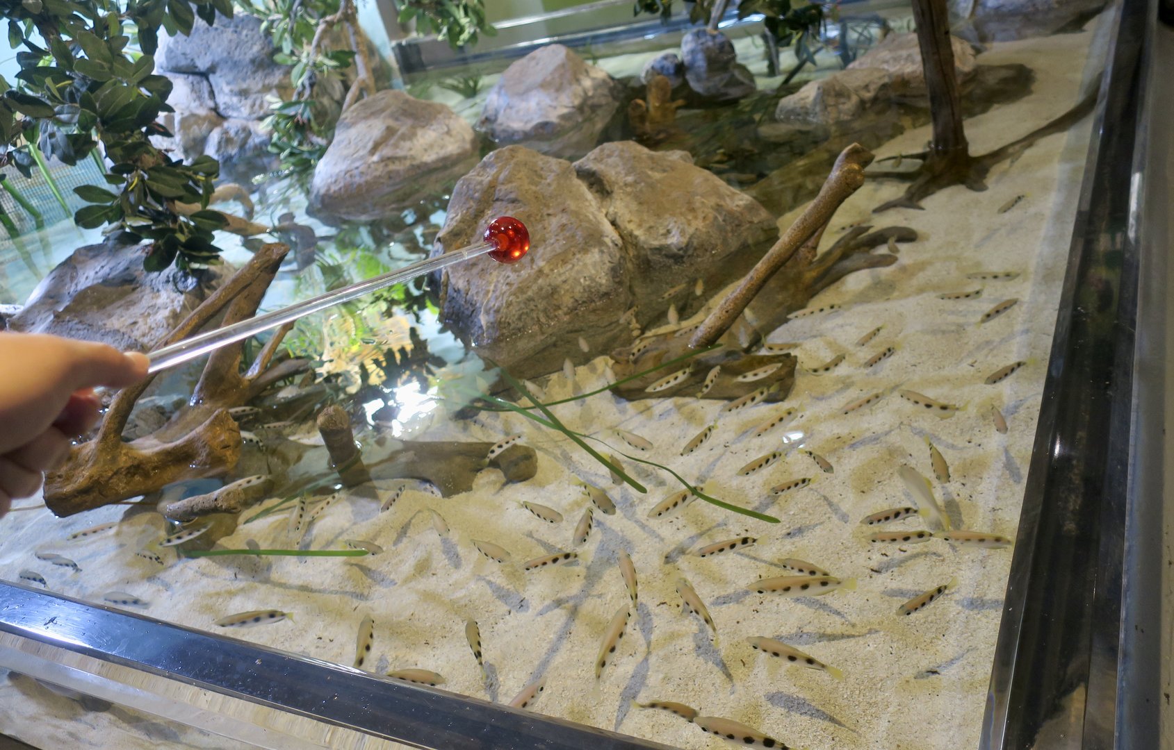 Archerfish Exhibit