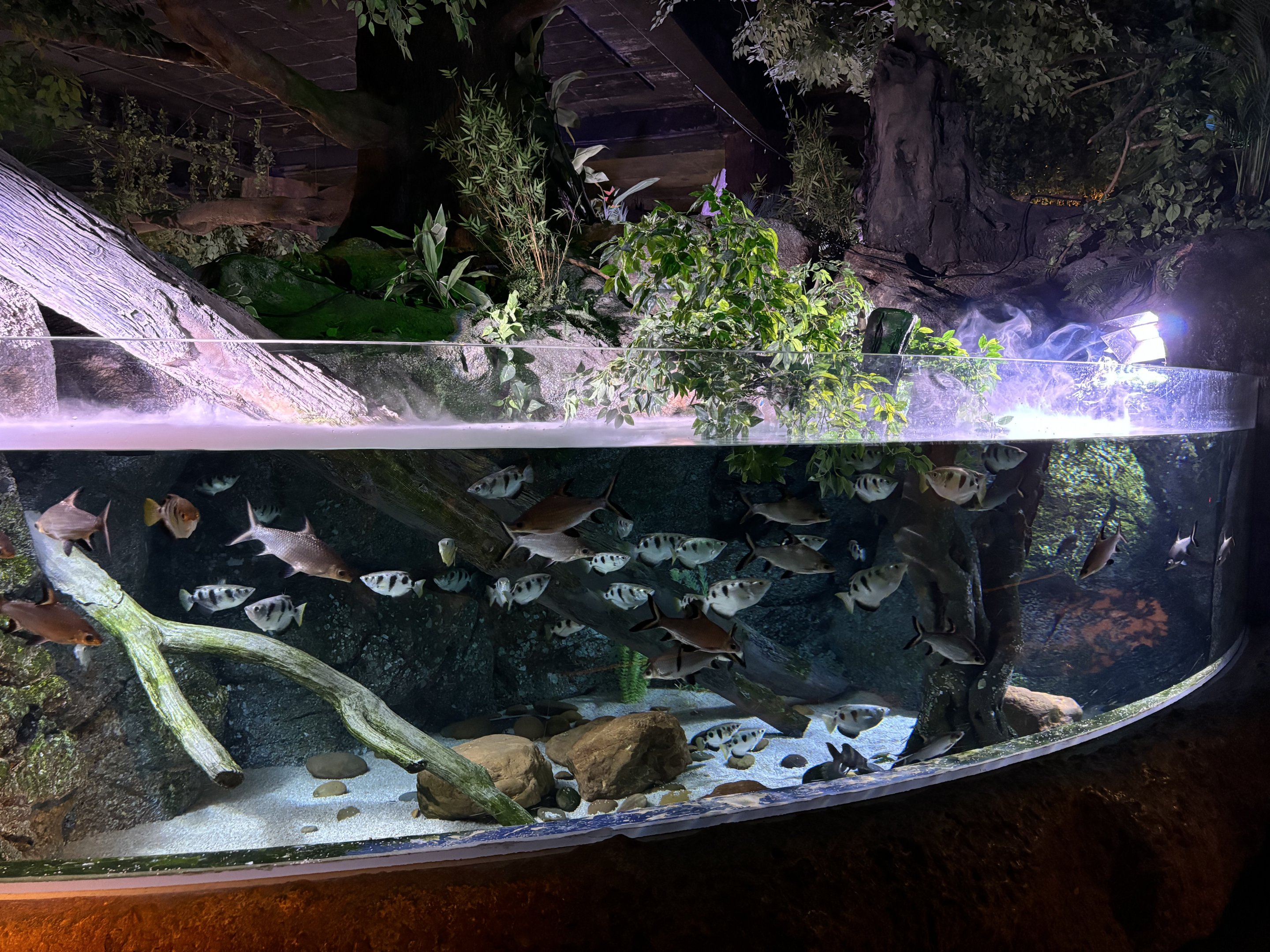 Archerfish Exhibit