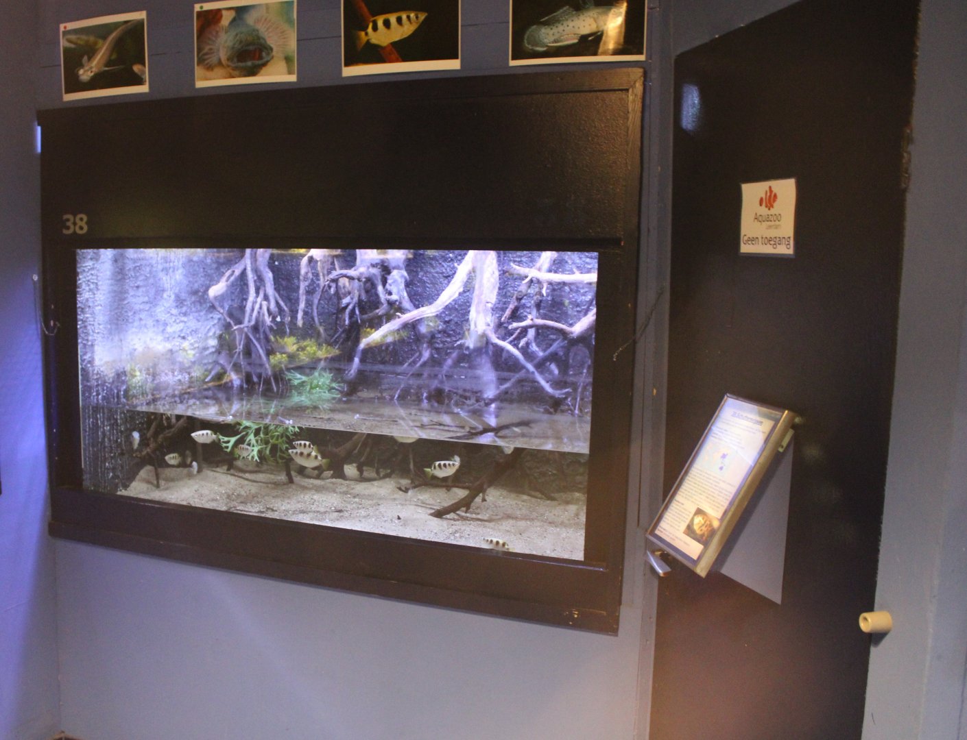 Archerfish - Four-eyed fish aquarium