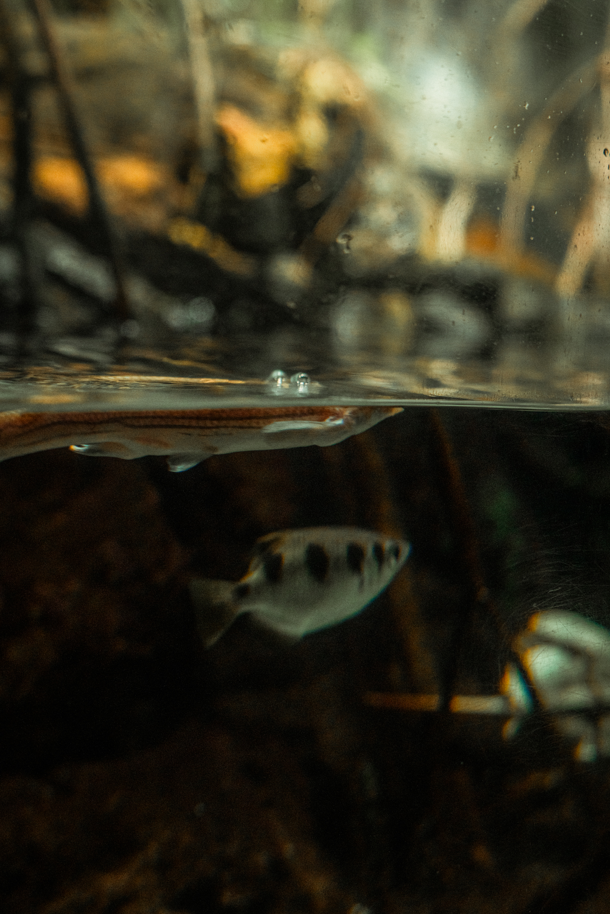 Archerfish &Four-eyed fish