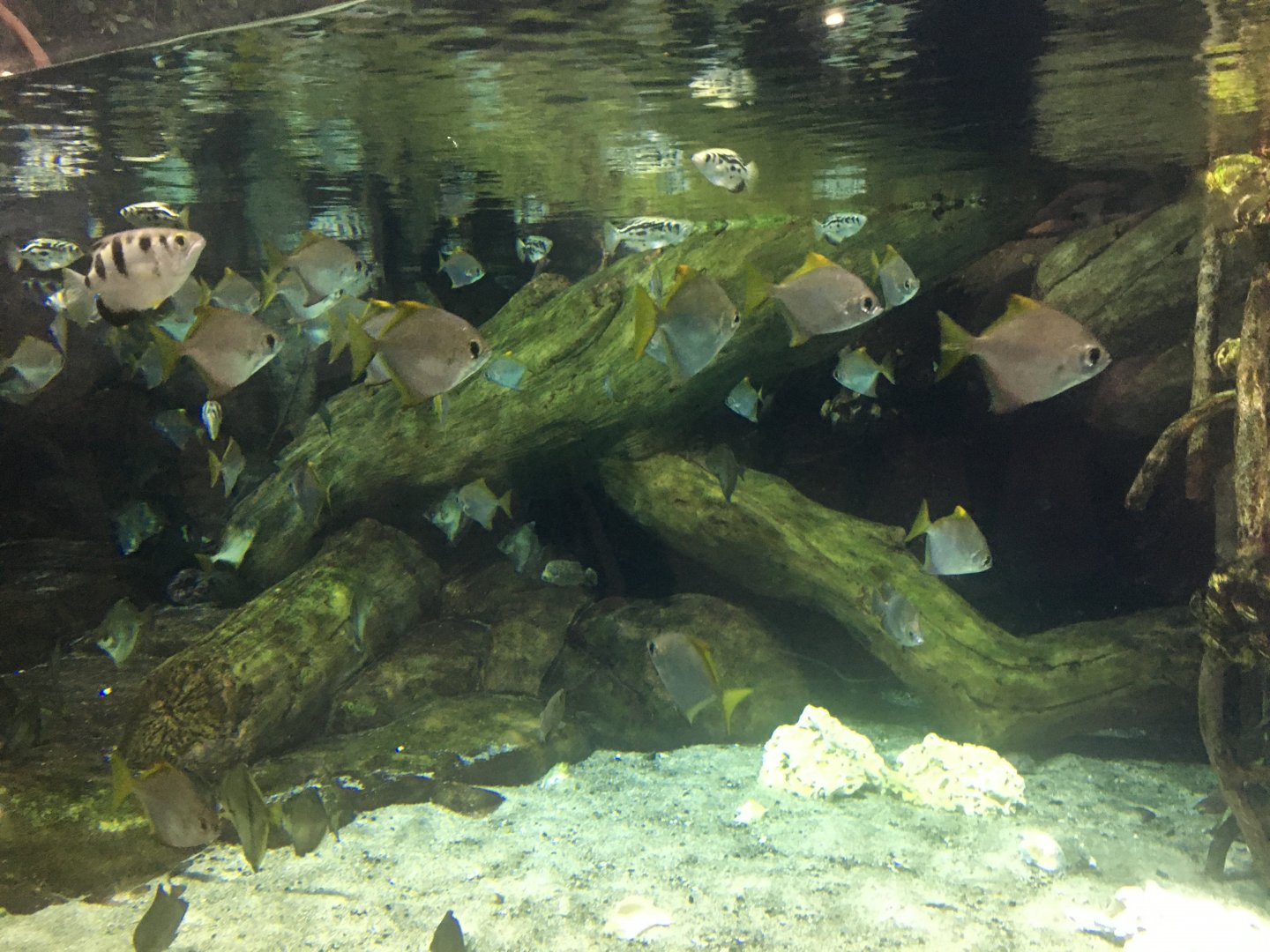 Archerfish, moony, and scat tank