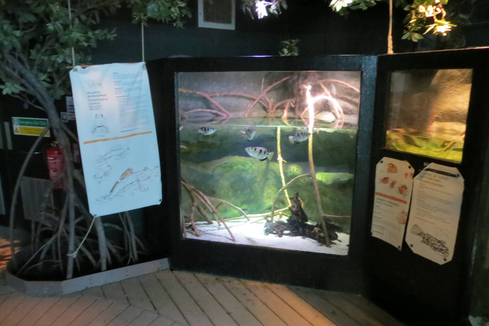 Archerfish Tank 160515