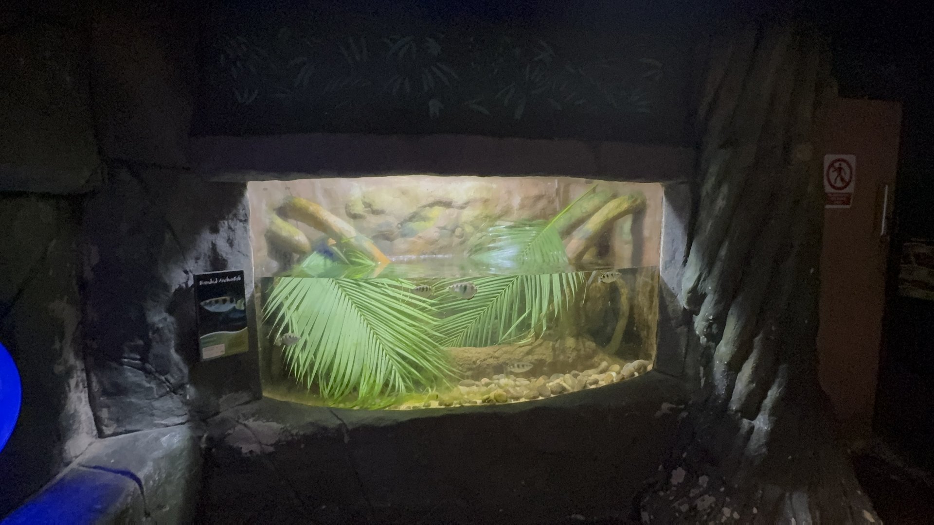 Archerfish Tank at Tropical World (October 2024)