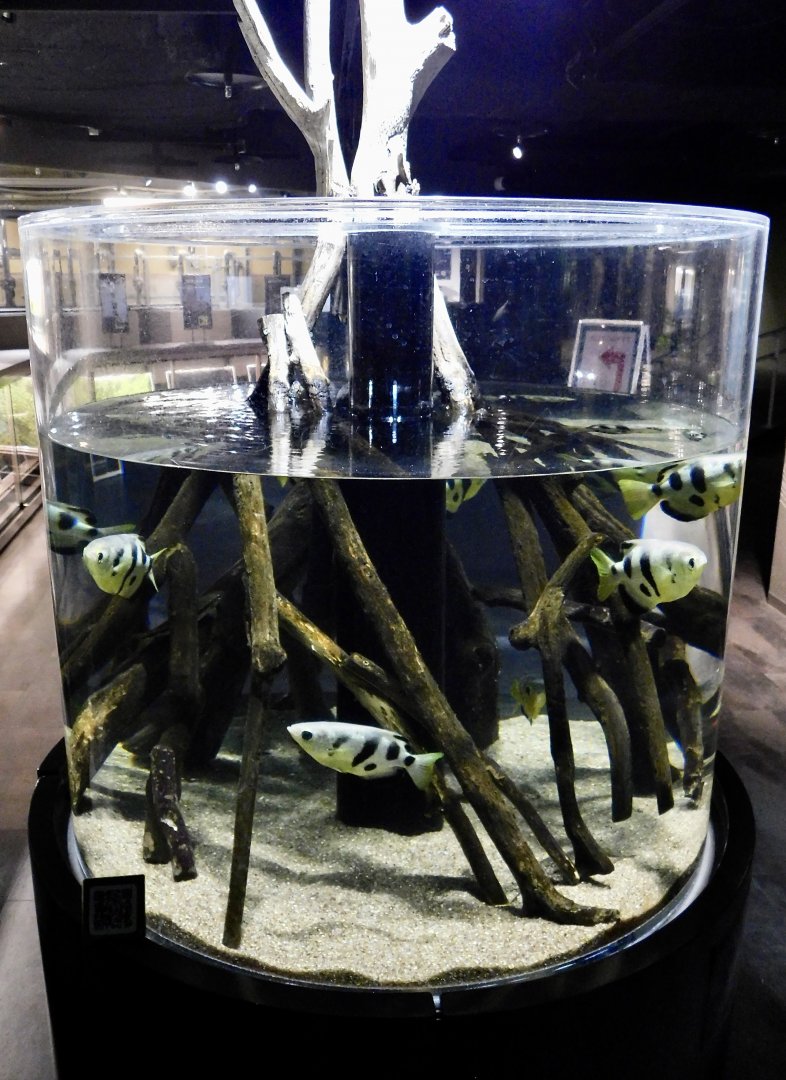 Archerfish Tank - Kawasui Kawasaki Aquarium October 8, 2025
