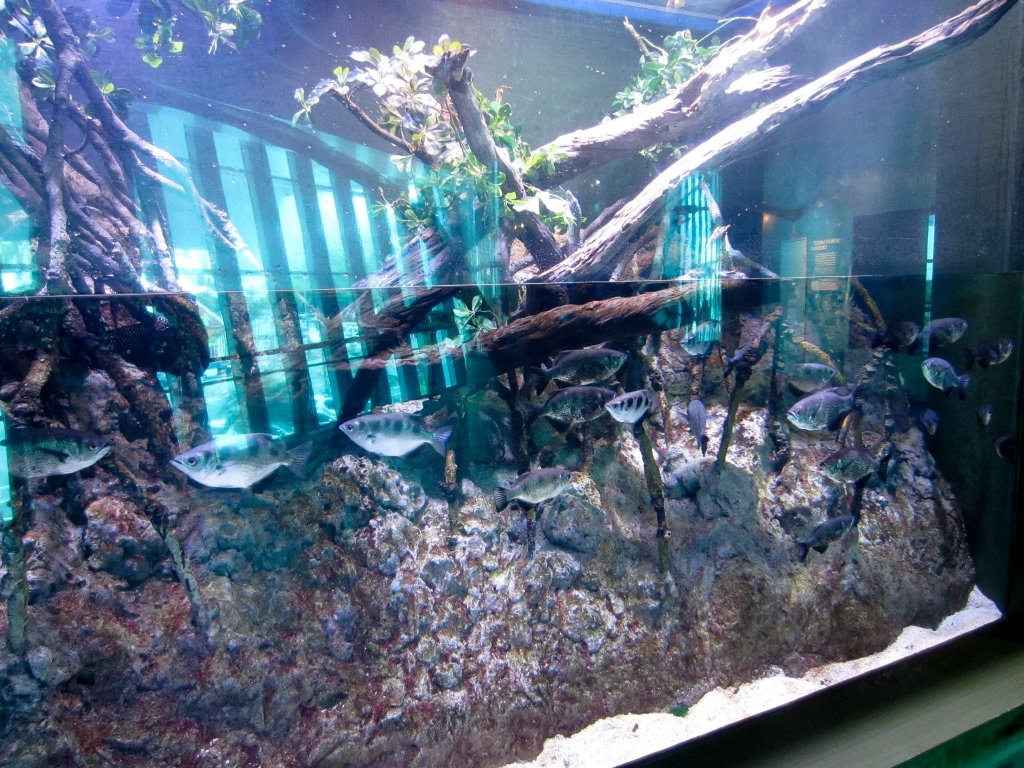 Archerfish tank with horrible reflections