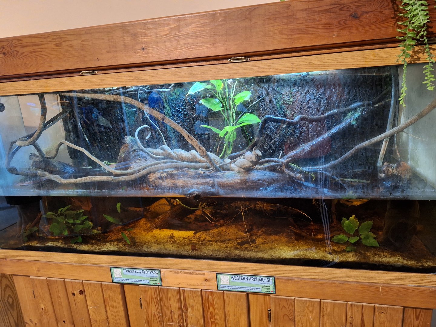 Archerfish tank