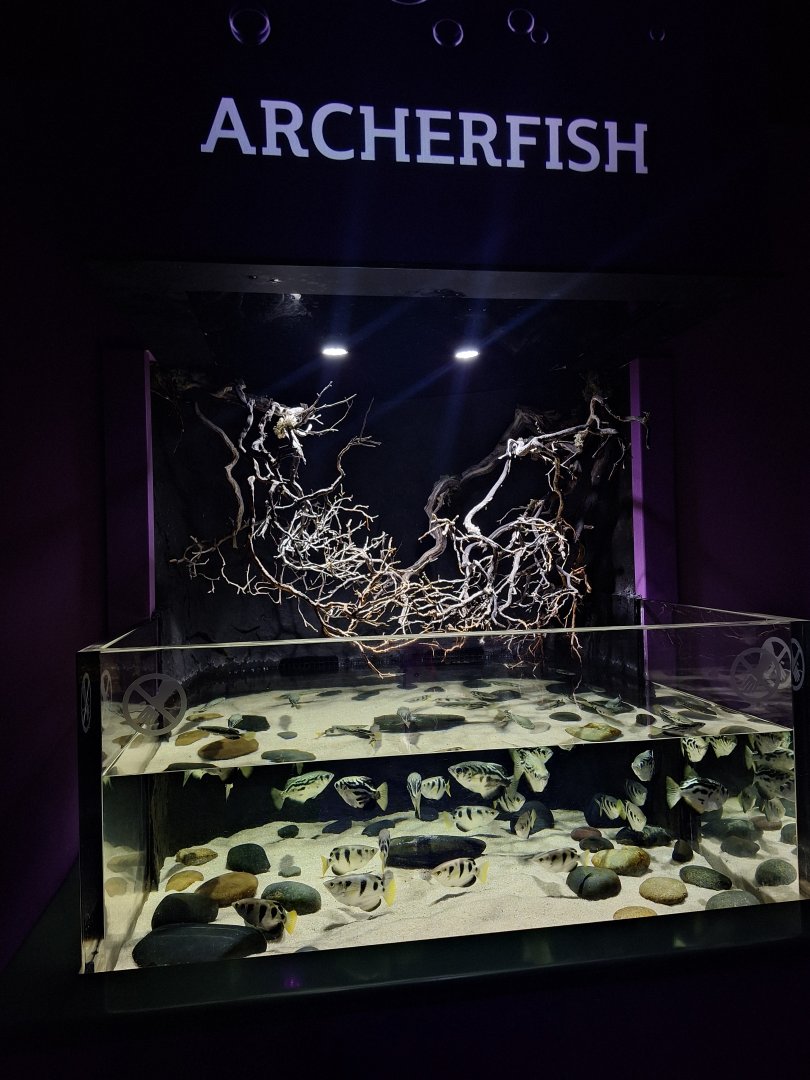 Archerfish tank